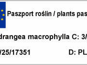  Hortensja Ogrodowa 'Hydrangea macrophylla' Biała Kule  - zdjęcie duże 1