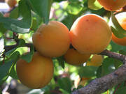 Morela karłowa 'Prunus armeniaca' Dobrzyńska  - zdjęcie duże 1