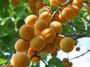  Morela karłowa 'Prunus armeniaca' Somo  - zdjęcie duże 1