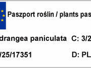  Hortensja Bukietowa 'Hydrangea panikulata' Phantom C2  - zdjęcie duże 1