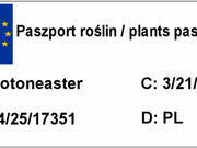  Irga 'Cotoneaster' Horizontalis  - zdjęcie duże 1