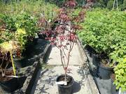  Klon Palmowy 'acer palmatum' Butterfly  - zdjęcie duże 2