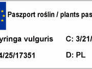  Lilak 'Syringa vulgaris' Bordowy  - zdjęcie duże 1