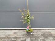  Ognik 'Pyracantha coccinea' Czerwony  - zdjęcie duże 2