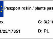  Ostrokrzew 'Ilex' Hackenpracht  - zdjęcie duże 1