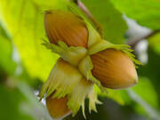  Orzech laskowy 'Corylus avellana' Halle  - zdjęcie duże 1