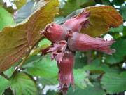  Orzech laskowy 'Corylus avellana' Lamberta Czerwony  - zdjęcie duże 1