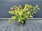  Pęcherznica 'Physocarpus opulifolius' Zielona  - zdjęcie duże 2