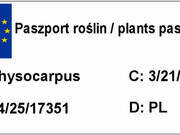  Pęcherznica 'Physocarpus opulifolius' Zielona  - zdjęcie duże 1
