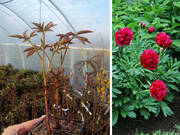 Piwonia 'Paeonia' Różowa Półpełna  - zdjęcie duże 2