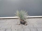  Kostrzewa Sina Festuca Glauca  - zdjęcie duże 2