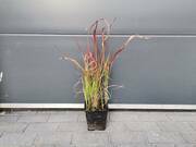  Imperata Cylindryczna Red Baron  - zdjęcie duże 2