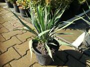  Juka Ogrodowa 'Yucca'Koralińska  - zdjęcie duże 2