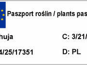  Tuja 'Thuja occidentalis' Szmaragd Donica 1,5L  2-Letnia  - zdjęcie duże 1