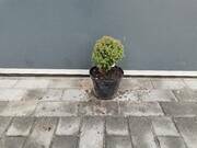  Tuja 'Thuja' Kulka Teddy  - zdjęcie duże 2