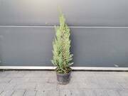  Cyprys 'Cupressus' Srebrny  - zdjęcie duże 2