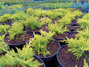  Jałowiec 'Juniperus' Golden Joy /2Letni     - zdjęcie duże 2