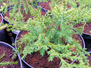 Jałowiec 'Juniperus' Mint Jump /2Letni   - zdjęcie duże 2