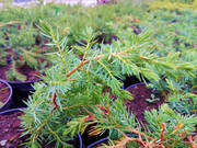  Jałowiec 'Juniperus' Blue Chip /2Letni    - zdjęcie duże 2