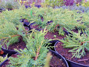  Jałowiec 'Juniperus' Old Gold  /2Letni  - zdjęcie duże 2