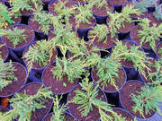  Jałowiec 'Juniperus' Golden Carpet  /2Letni  - zdjęcie duże 2