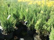  Jałowiec 'Juniperus' Stricta Variegata  - zdjęcie duże 2