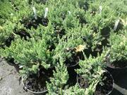  Jałowiec Płożący 'Juniperus horizontalis' Andorra Variegata  - zdjęcie duże 2