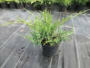  Jałowiec Płożący 'Juniperus horizontalis' Grey Pearl  - zdjęcie duże 2