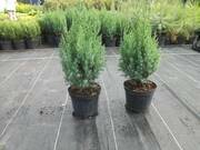  Jałowiec Chiński 'Juniperus chinensis' Stricta  - zdjęcie duże 2