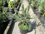  Świerk 'Picea' Maxwelli  - zdjęcie duże 2