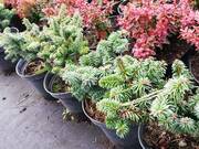  Jodła Balsamiczna 'Abies' Piccolo  - zdjęcie duże 2