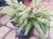  Świerk Gniazdkowy 'Picea Abies' Nidiformis  - zdjęcie duże 2