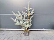  Świerk 'Picea Abies' Srebrny   - zdjęcie duże 2