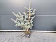  Świerk 'Picea Abies' Srebrny  - zdjęcie duże 2