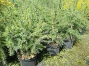  Świerk 'Picea' Omorica Donica 3L  - zdjęcie duże 2