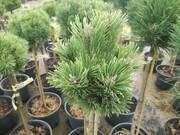  Sosna Szczepiona 'Pinus mugo' Konica  - zdjęcie duże 2