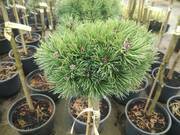 Sosna Szczepiona 'Pinus mugo' Kucks  - zdjęcie duże 2