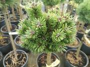  Sosna Szczepiona 'Pinus mugo' Szorty  - zdjęcie duże 2