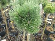  Sosna Szczepiona 'Pinus nigra' Bila  - zdjęcie duże 2