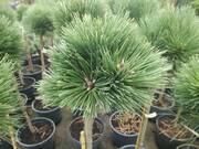  Sosna Szczepiona 'Pinus nigra' Hubert  - zdjęcie duże 2