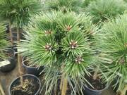 Sosna Szczepiona 'Pinus nigra' Birte  - zdjęcie duże 2