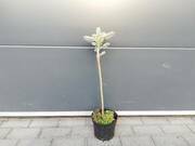  Świerk Szczepiony 'Picea' Srebrny 50cm.  - zdjęcie duże 2