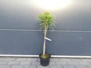 Sosna Szczepiona 50cm. 'Pinus' Spilberg  - zdjęcie duże 2