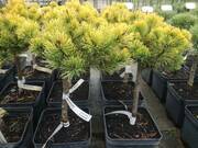  Sosna Szczepiona 'Pinus mugo' Larheide  - zdjęcie duże 2