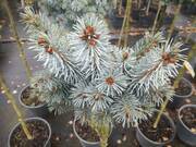  Świerk Szczepiony 'Picea' Nana  - zdjęcie duże 2