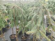  Świerk Szczepiony 'Picea' Engelmani Pendula  - zdjęcie duże 2