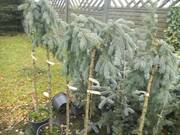  Świerk Szczepiony 'Picea glauca' Pendula  - zdjęcie duże 2