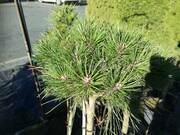  Kosodrzewina Szczepiona Na Pniu 'Pinus mugo'   - zdjęcie duże 2