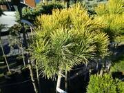  Sosna Szczepiona 'Pinus mugo' Carsten  - zdjęcie duże 2