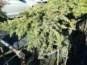  Jałowiec Szczepiony 'Juniperus conferta' Schlager  - zdjęcie duże 2